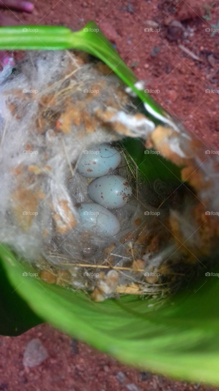 wonder ful architecture of weaving bird