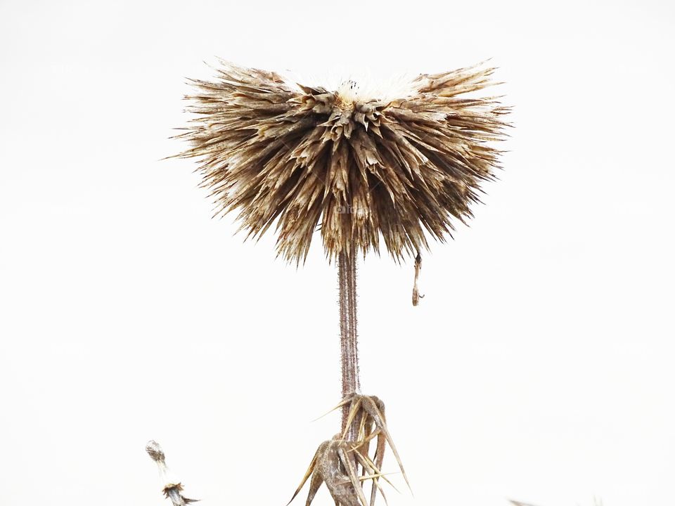 The symmetry of the flower