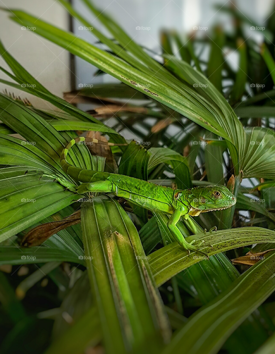 Green Iguana!
