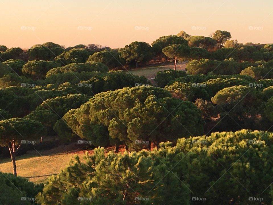 Golden hour on pines
