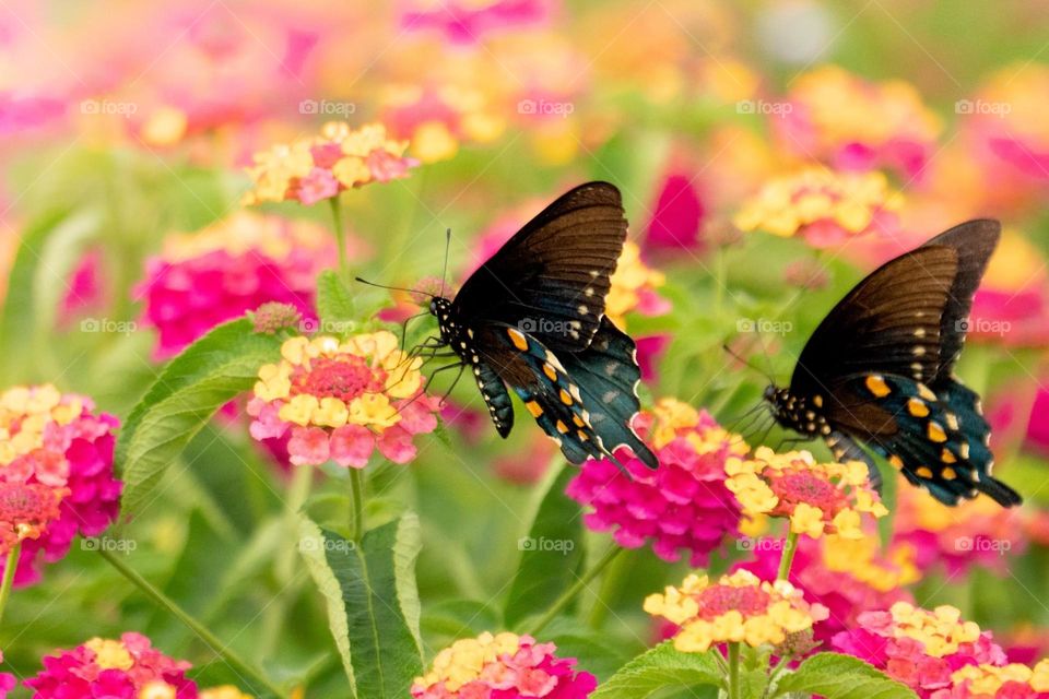 Flowers and Butterflies 