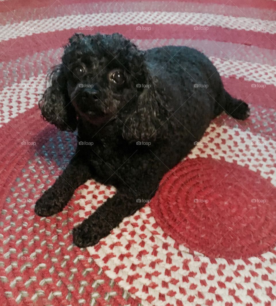 Poodle sitting on carpet