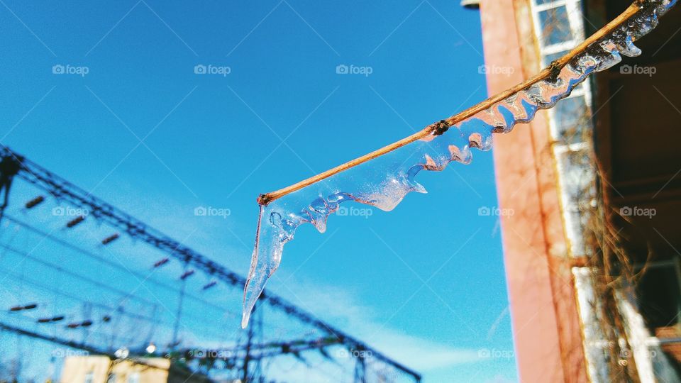 a frozen icicles on the grape branch, december 2016