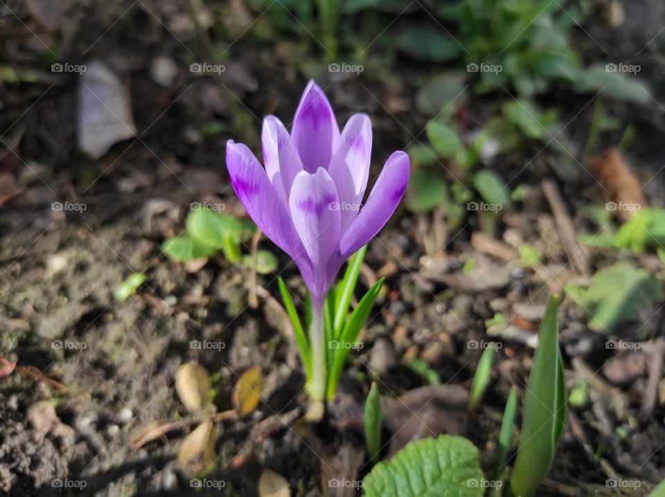 first spring purple snowdrop
