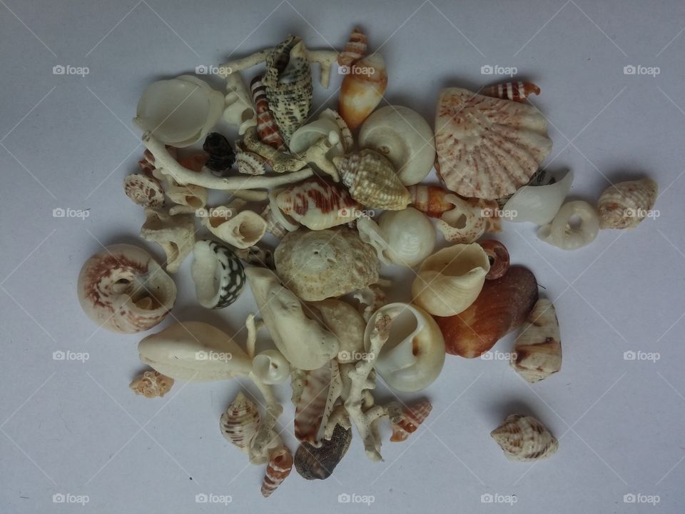 shells collection