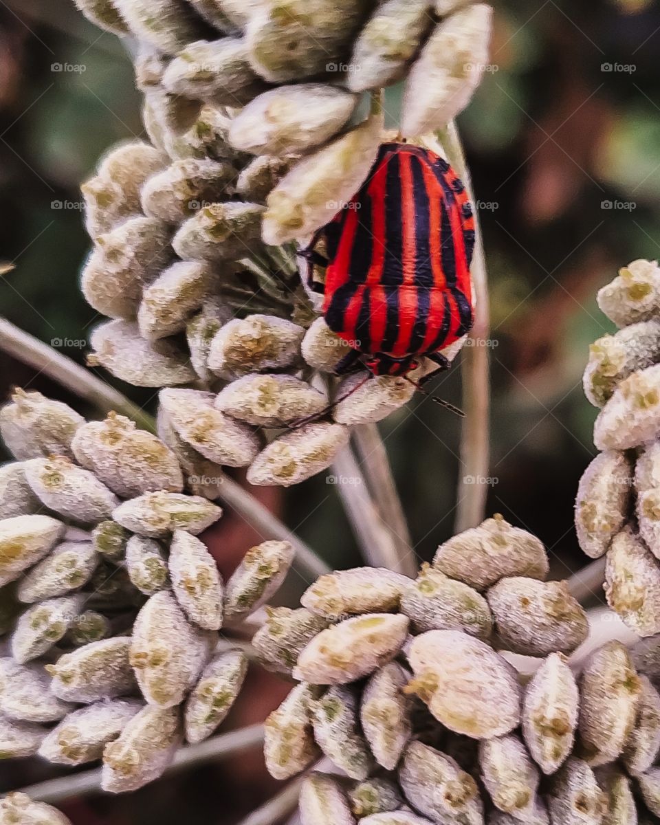 bright red beetle on a plant