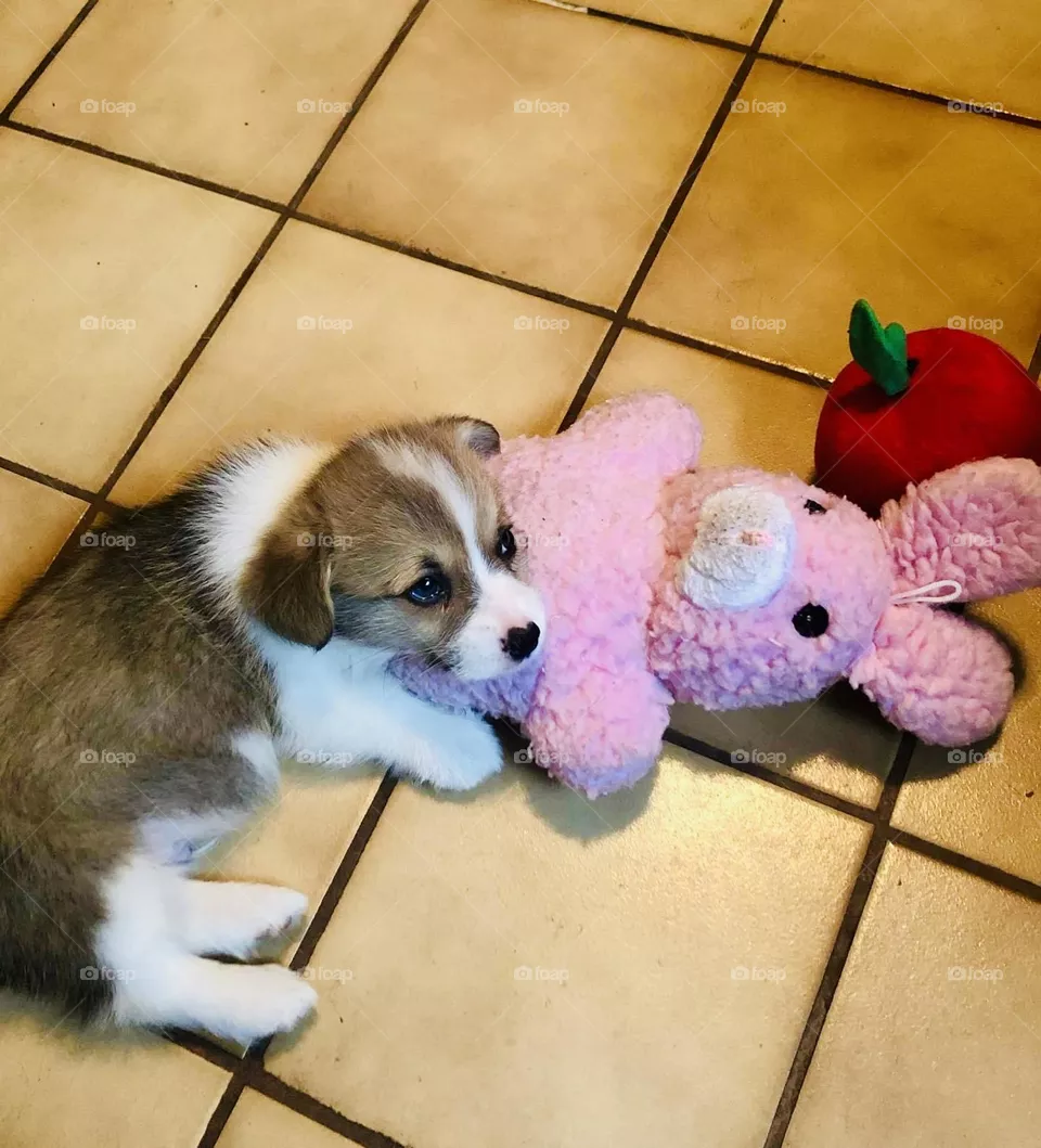 Dobby and his toys