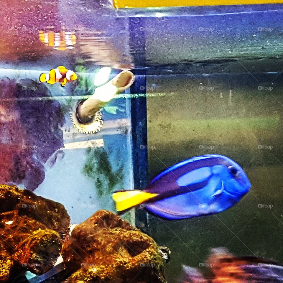 fishes ~ nemo  ~ dory ~ aquarium
