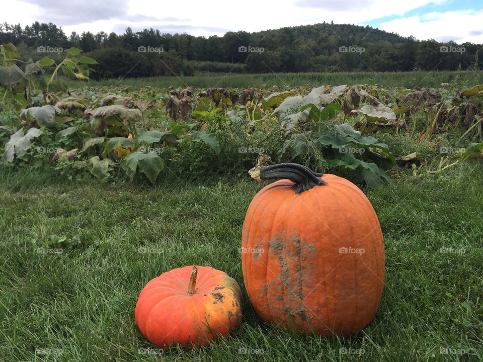 Pumpkin farm