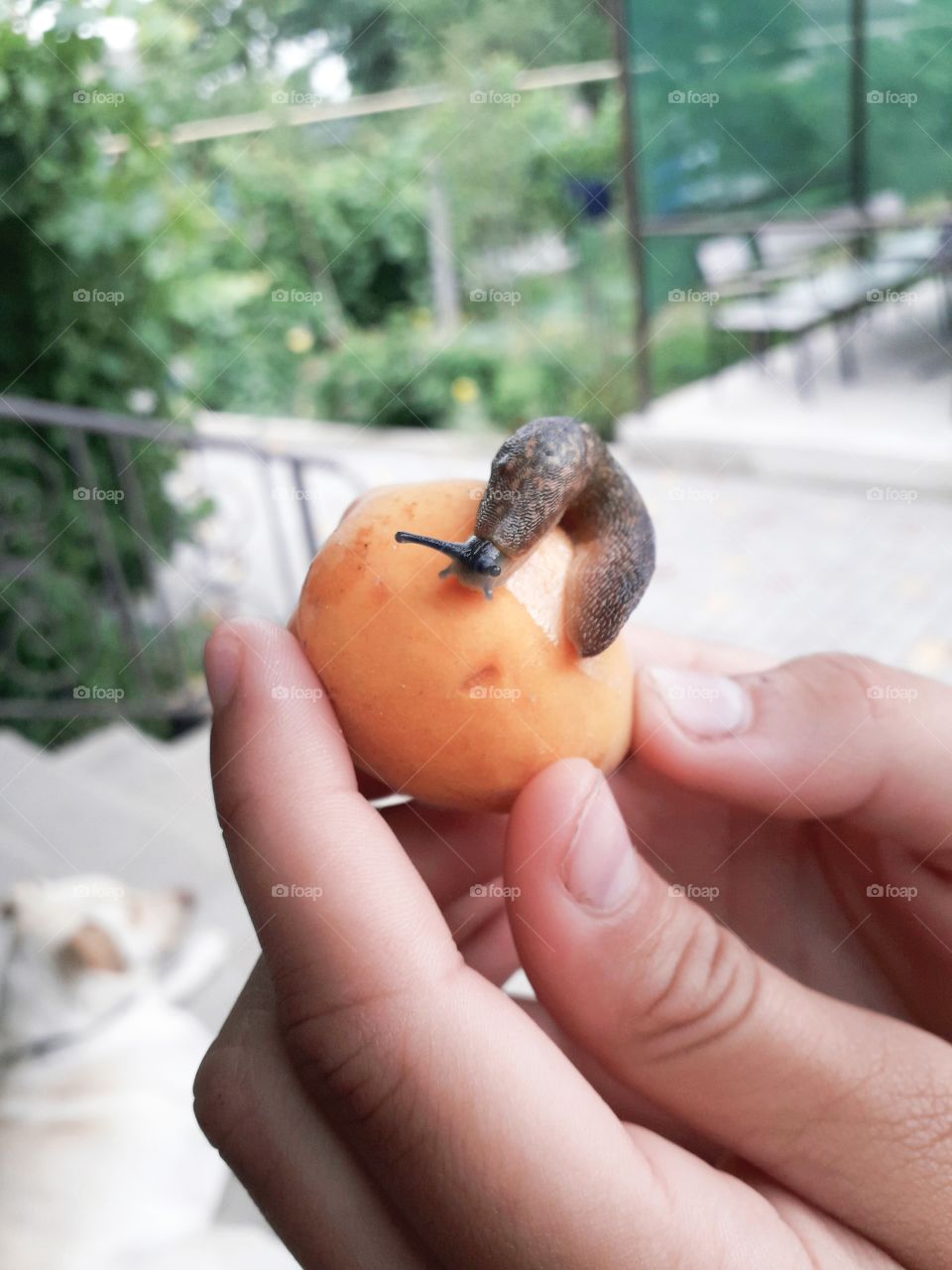 slug on apricot