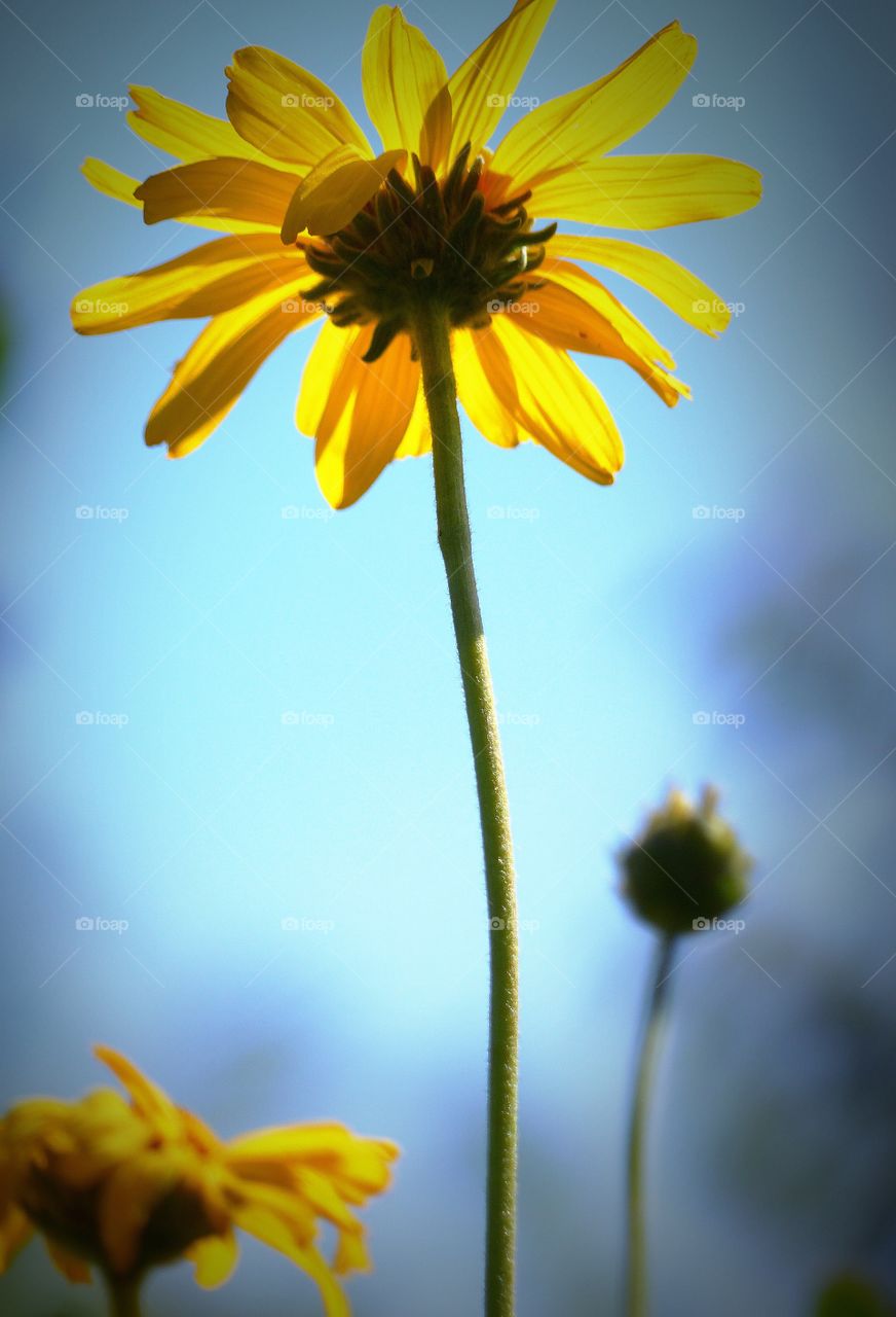 Surreal sunflower