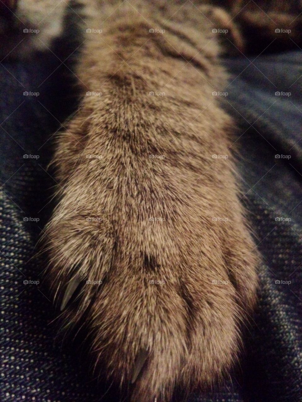 paw