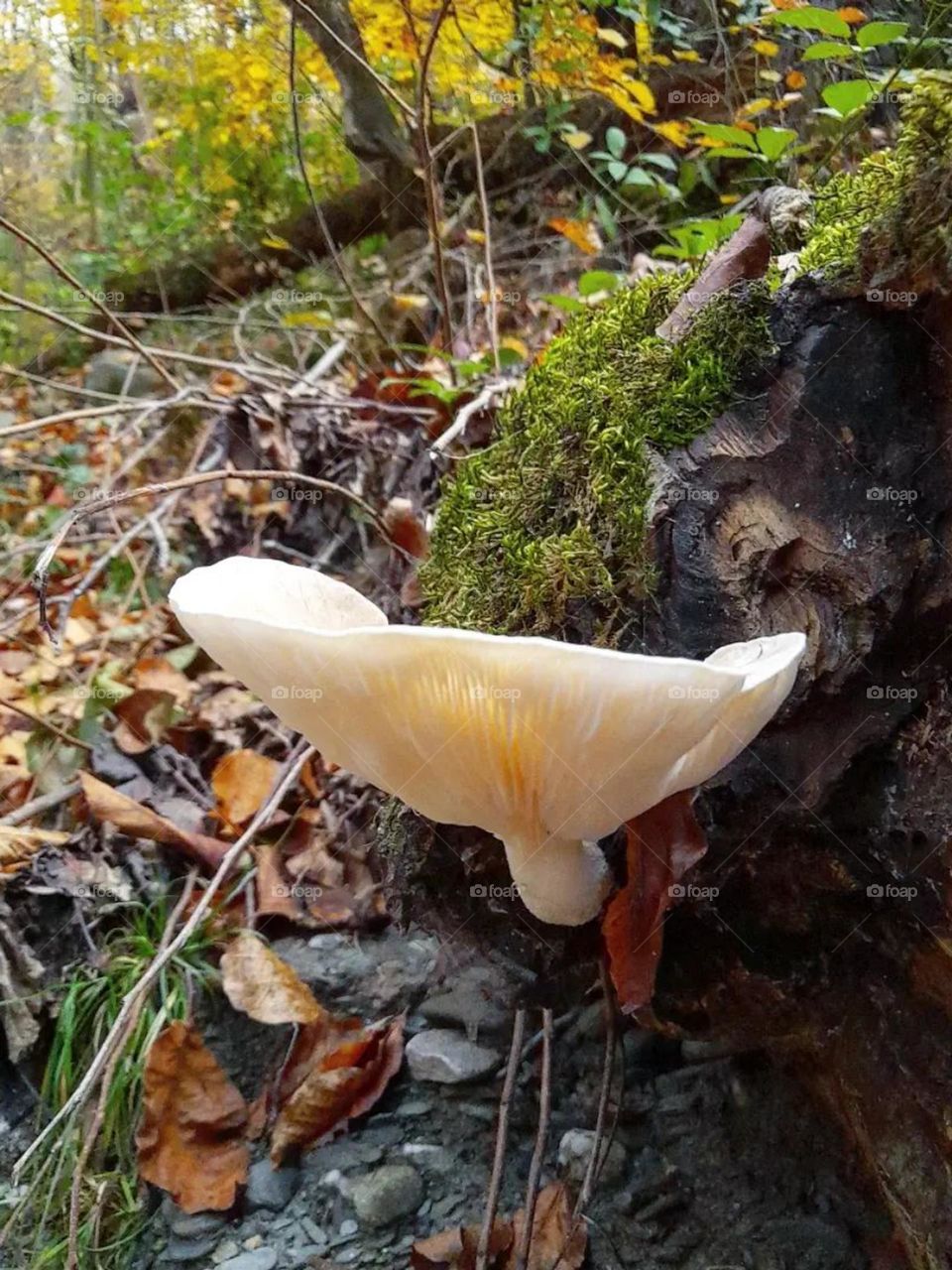 Oyster mushrooms are beautiful, shellfish, and excellent foods, and they are often found everywhere in different forms!