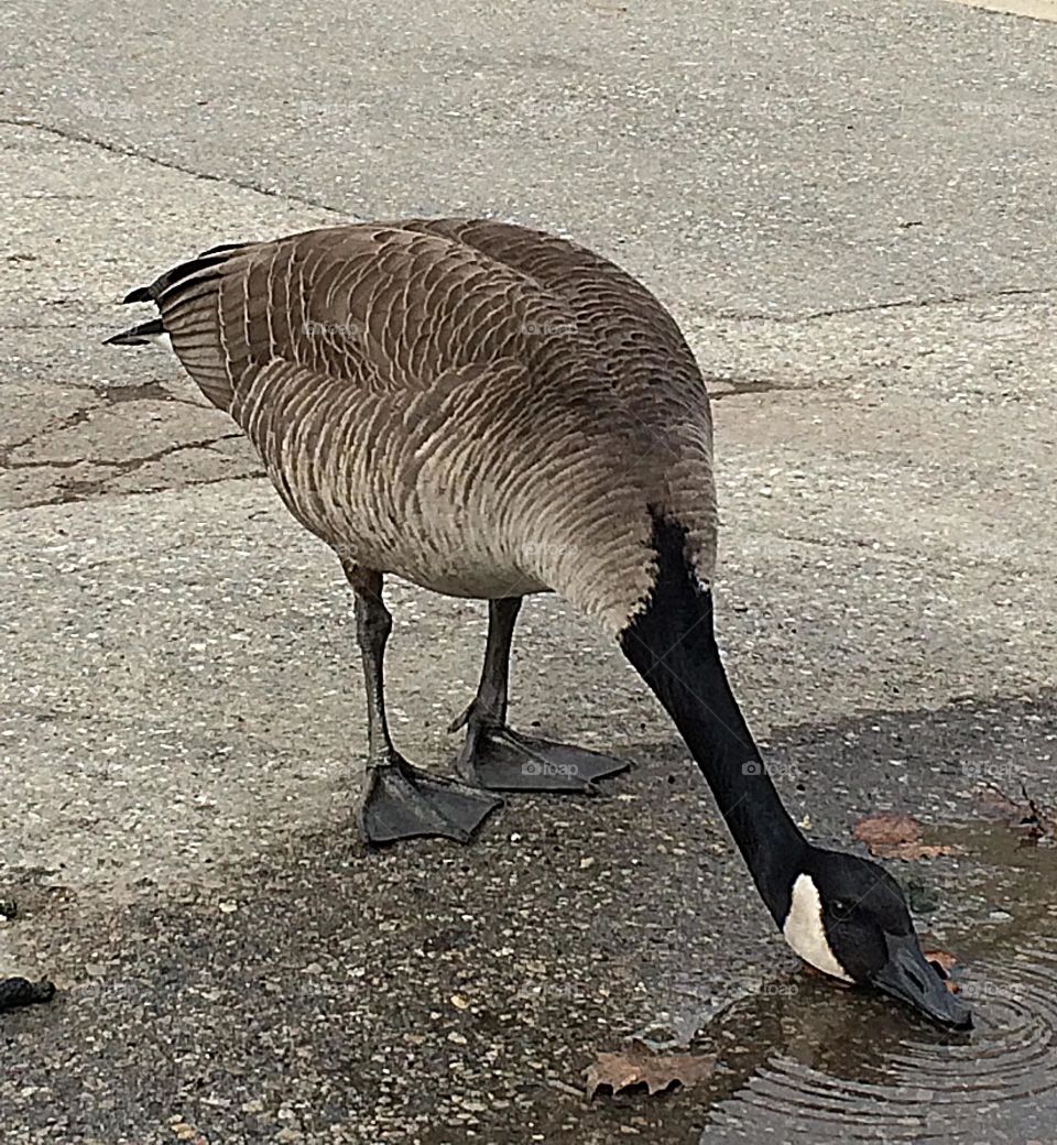 Goose drinking from a water puddle 