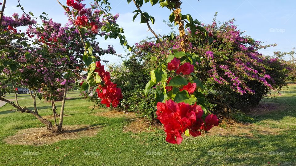 spring tree