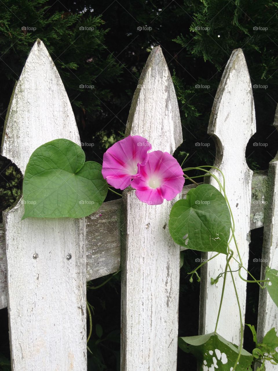 Mornings Glory on fence 