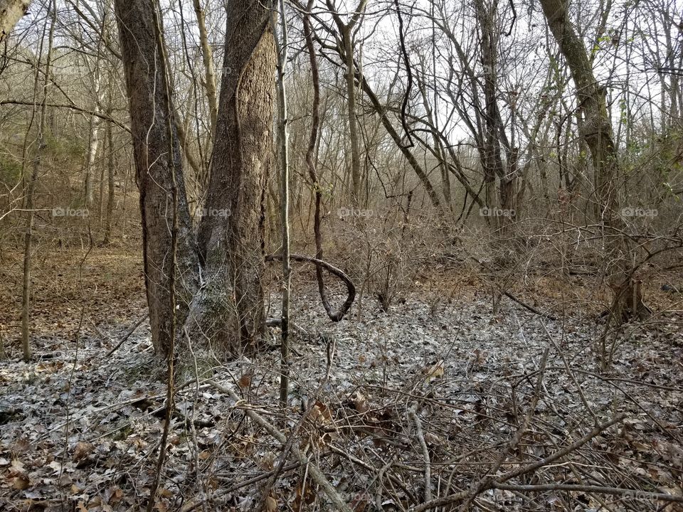 If a Bird Poops In the Woods