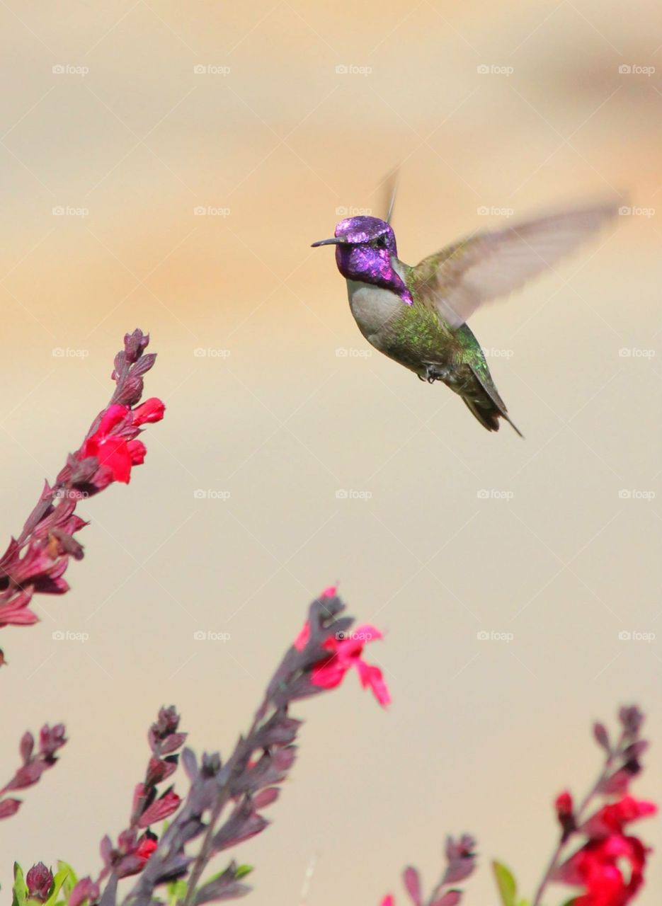 Hummingbird 