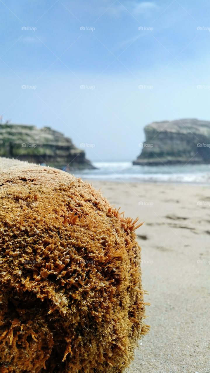 View of dirftwood on beach