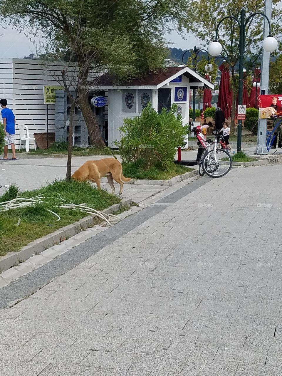 a dog roaming the streets of Sapanca Turkey