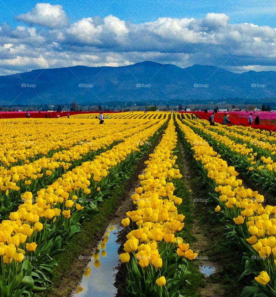 Tulip fields