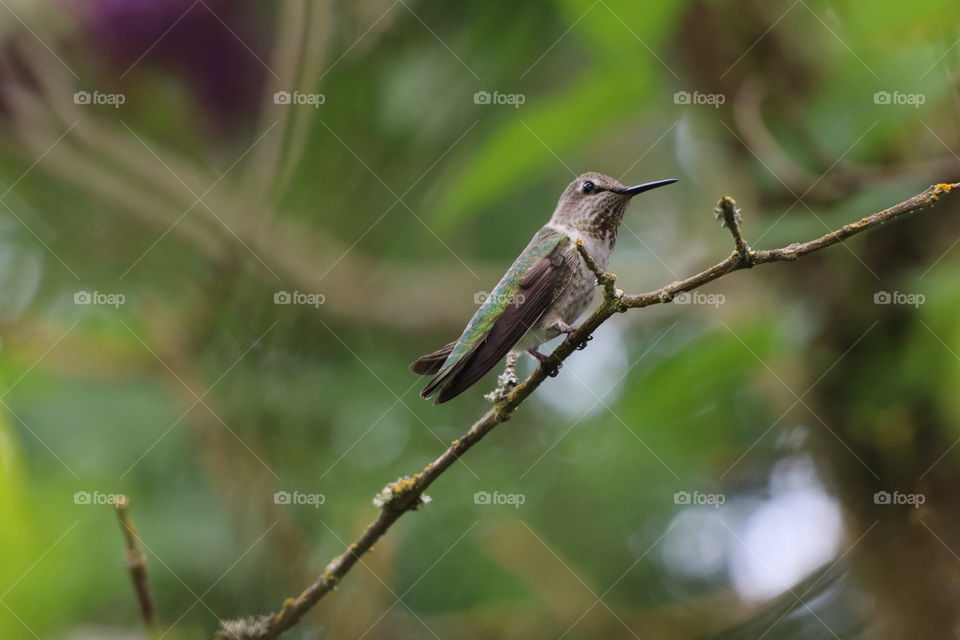 Baby hummingbird perching on a tree