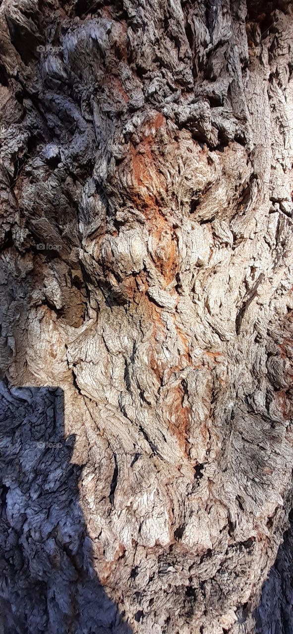 Tree 's bark