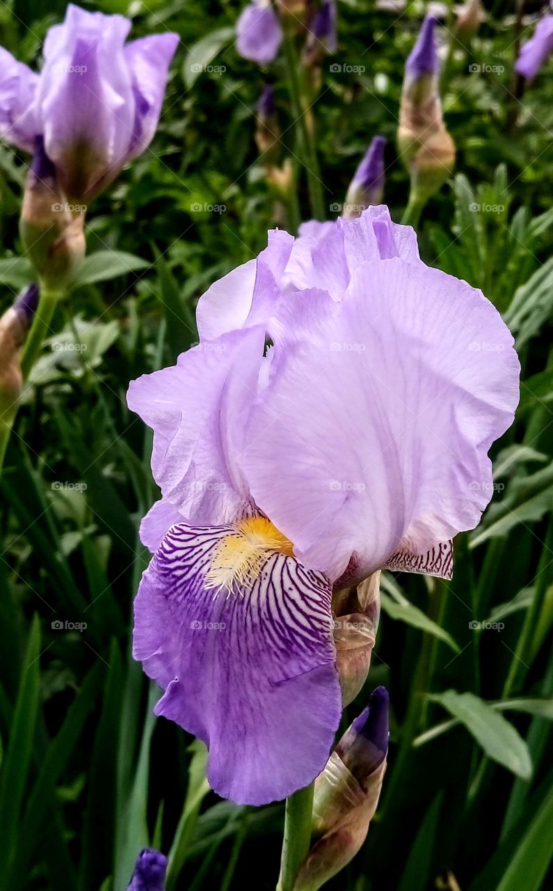 Iris bud