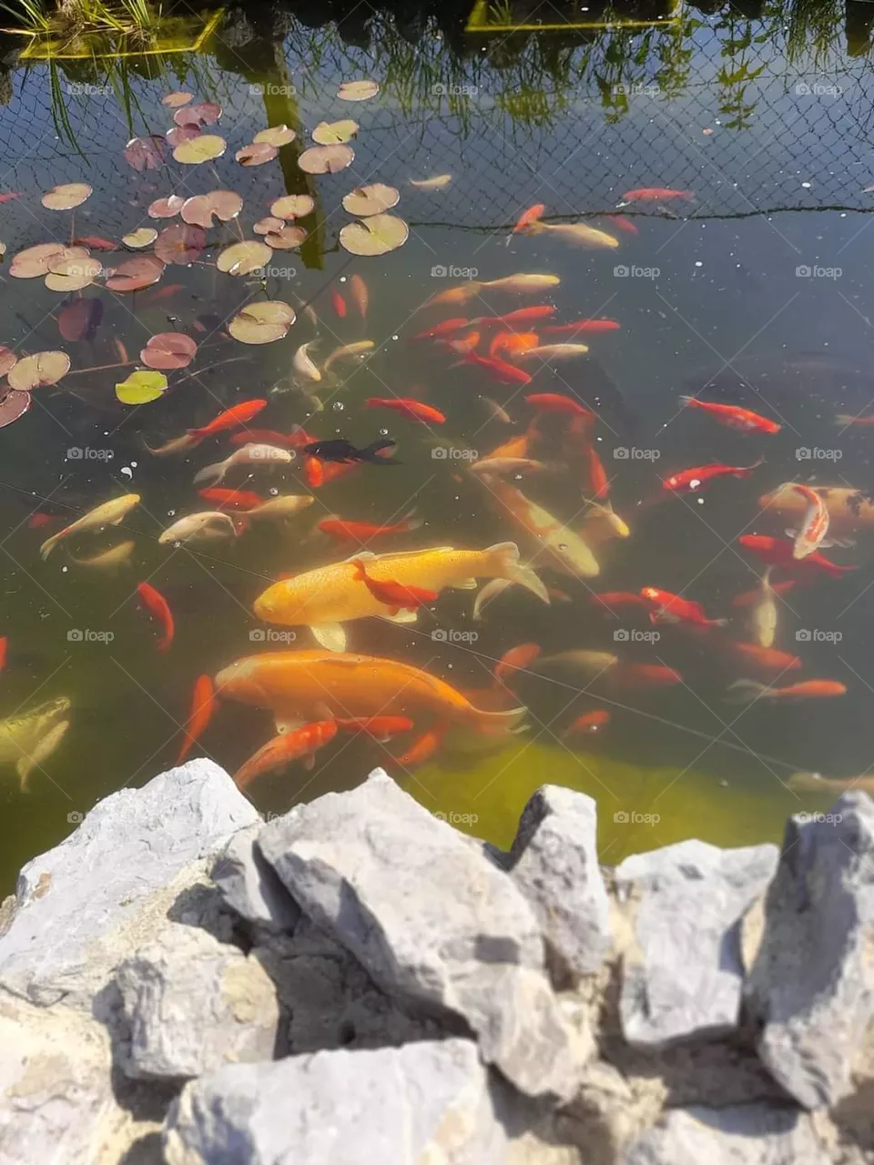 My little pond