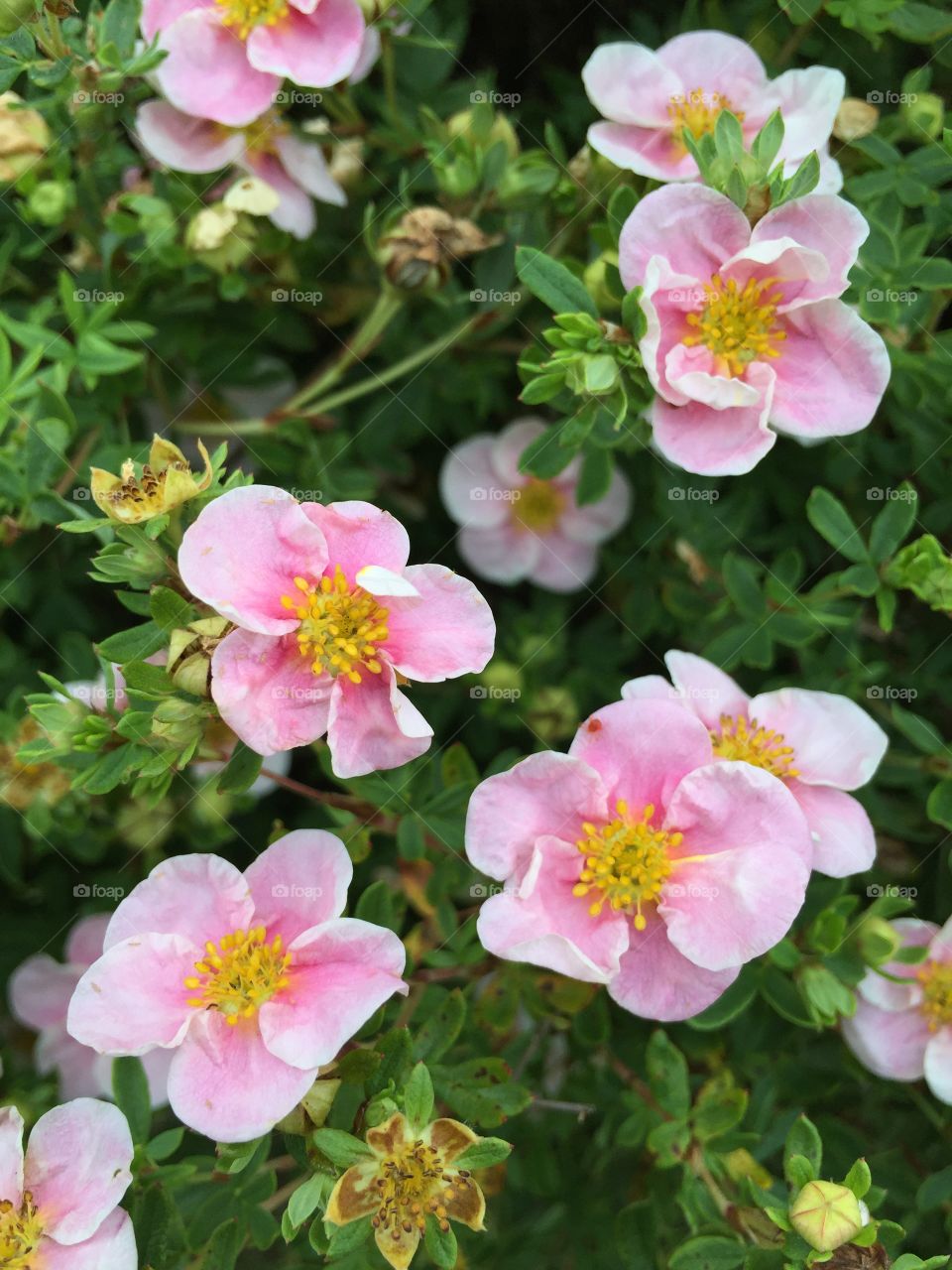 Pink flowers