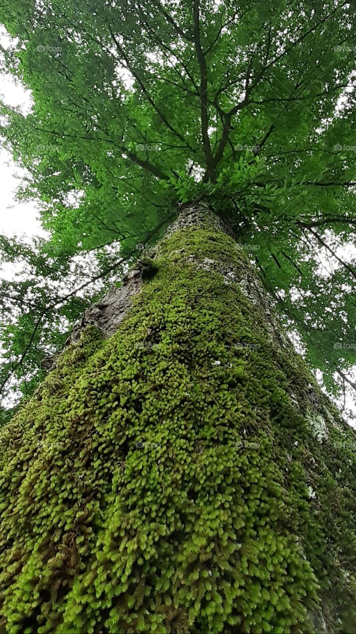 Looking Up