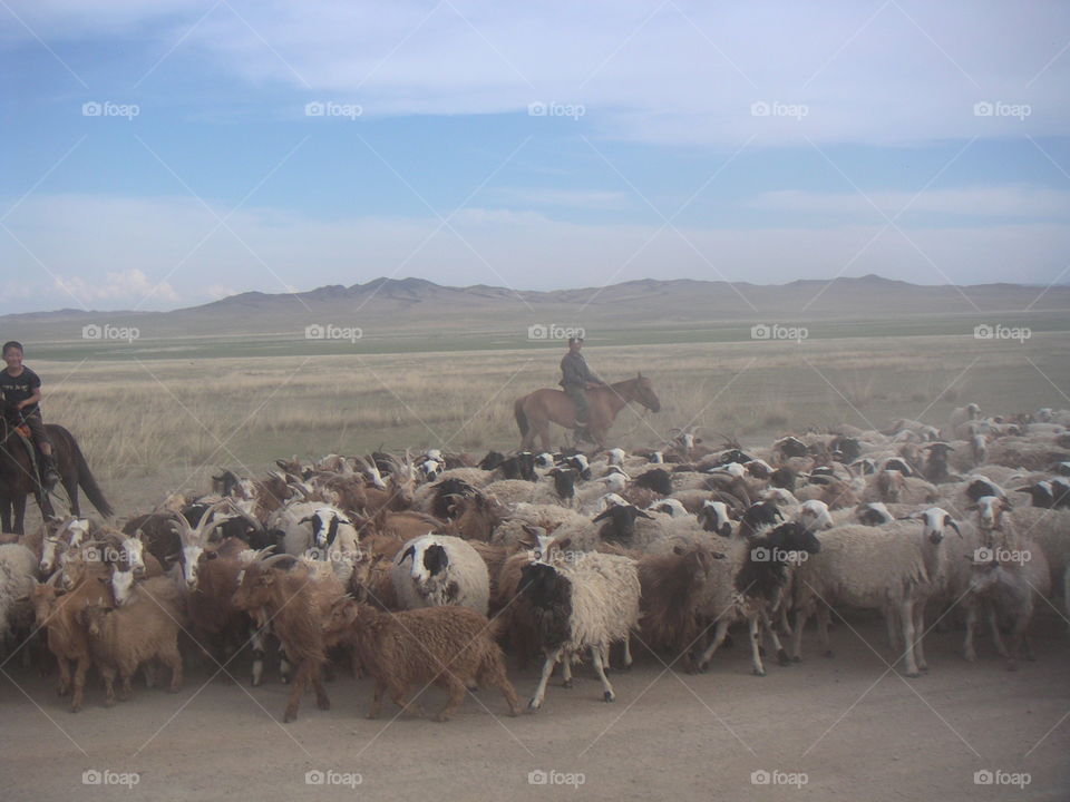 sheep herd in Mongolian