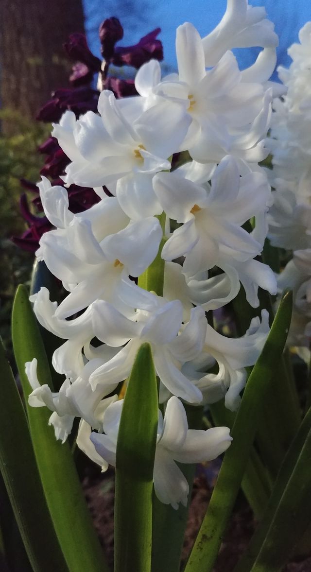 blkme weiß grün Frühling