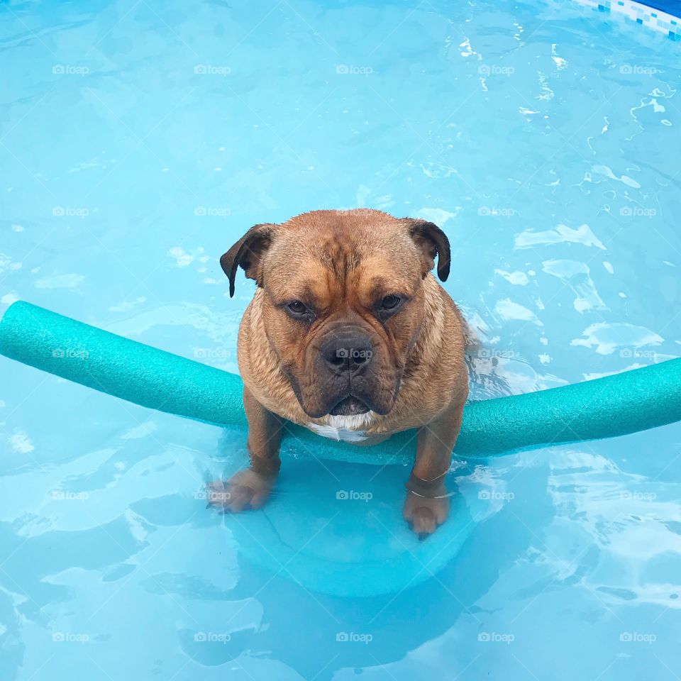 They say Olde English Bulldogs can’t swim, so we gave his own pool noodle. He seems to like it. (Dog owner is also owner of this page) 