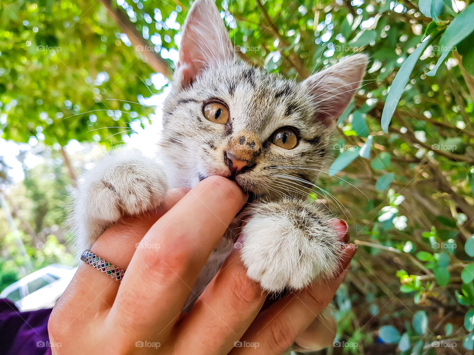 a casual play time for kittens biting human fingers off 
what could be more fun