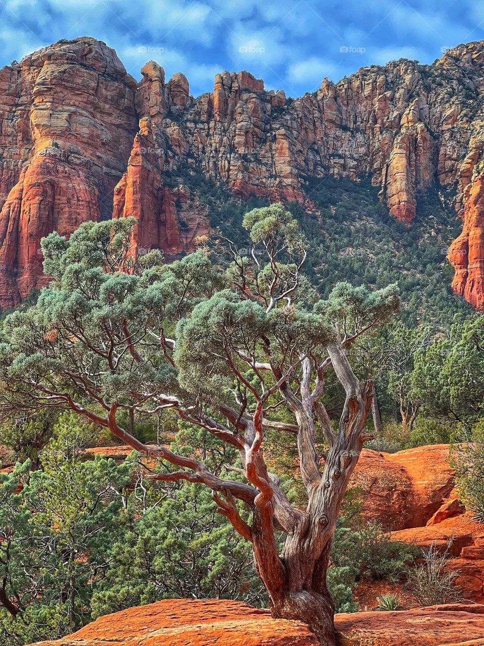 Red Rocks of Sedona 