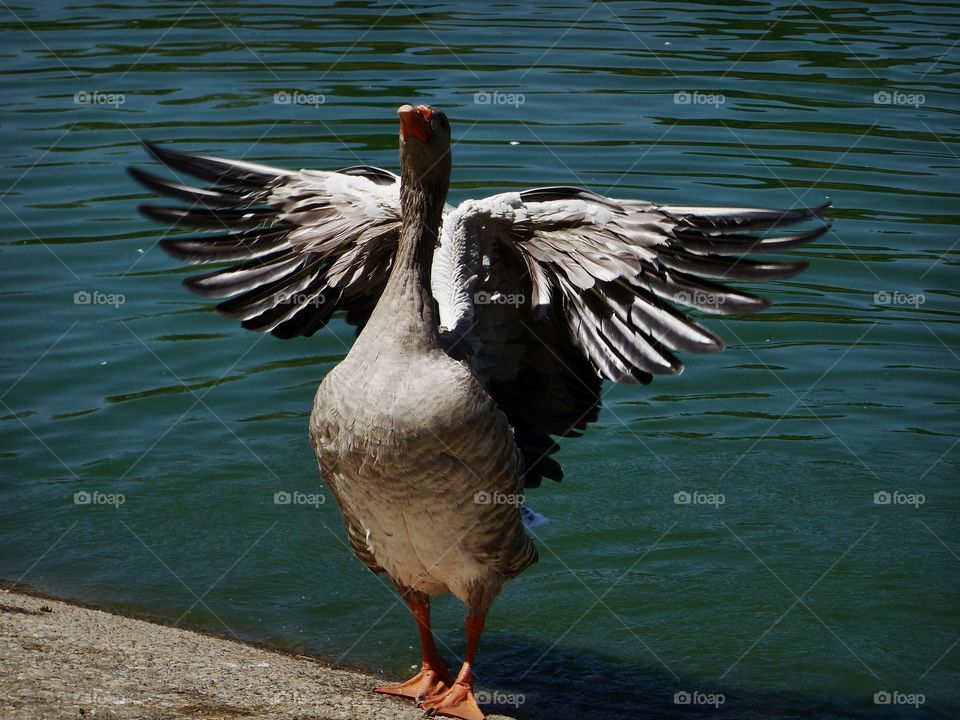 Goose ruffling feathers 