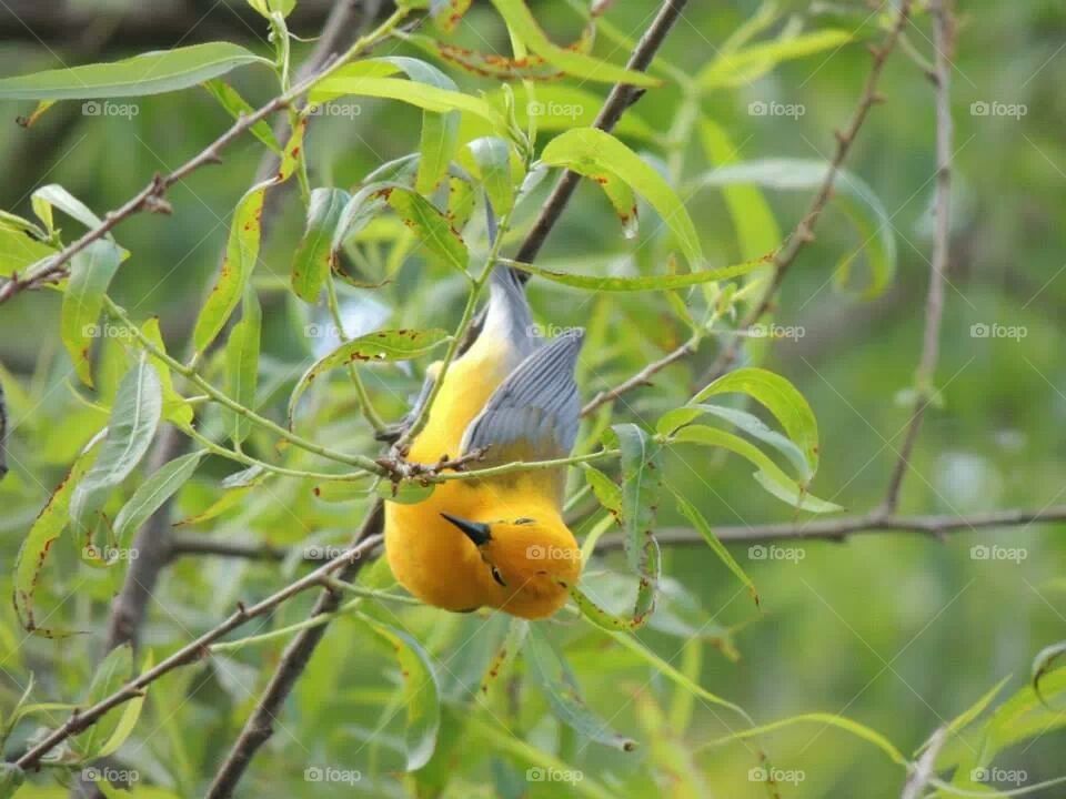 Prothonotary Warbler