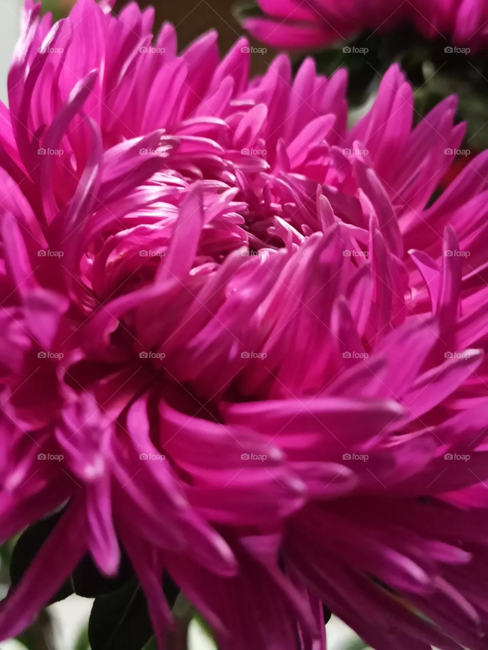 aster