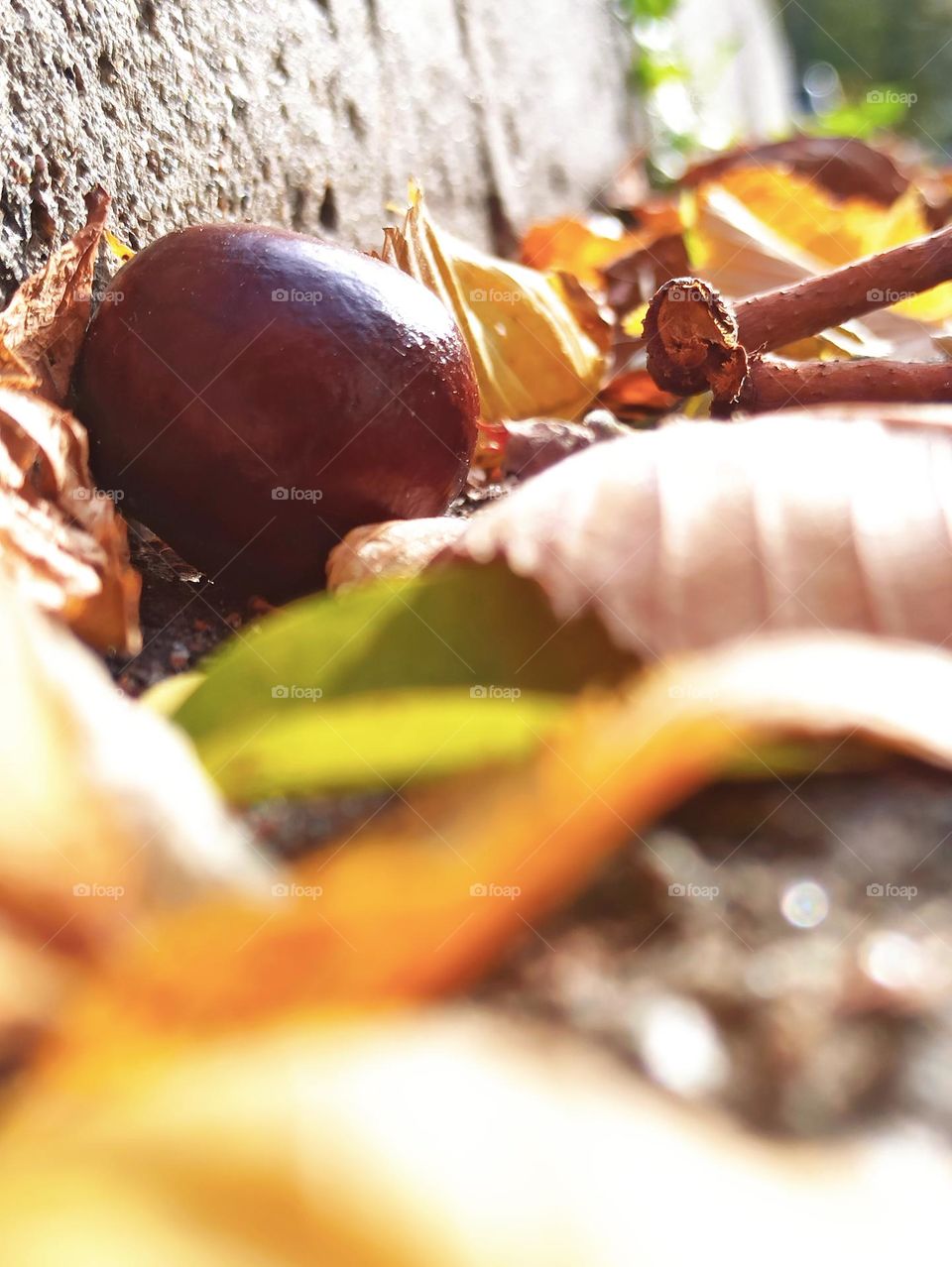 Fall Wins! (Bonus Exclusive Mission)