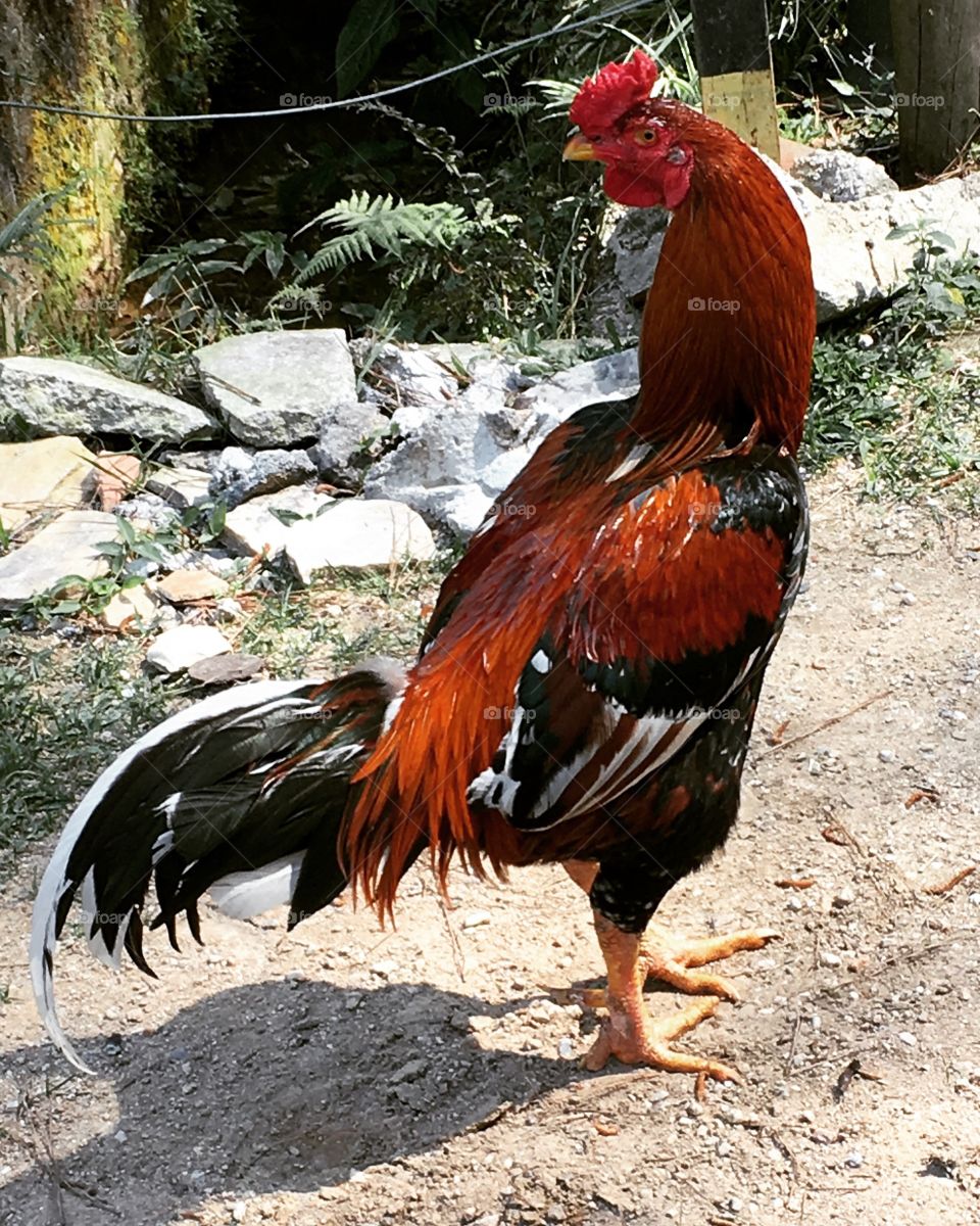 The carijó cock taking care of the chicken coop!  He is a good companion who accompanies us at all times. / O galo carijó tomando conta do galinheiro! Ele é um bom companheiro que a toda hora nos acompanha. 