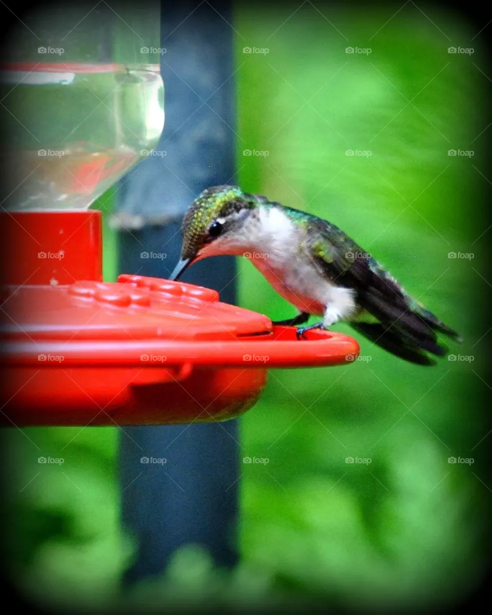 Hummingbird 