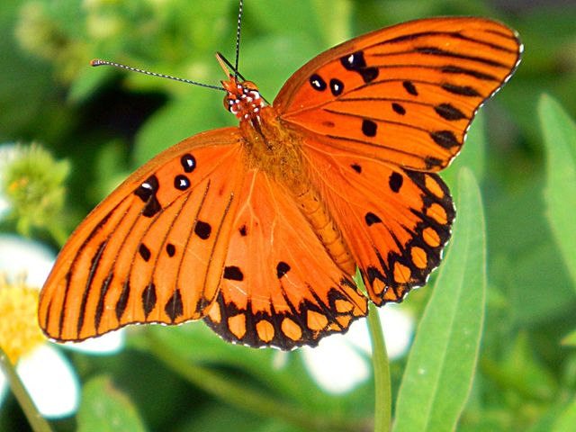 Butterfly on leaf