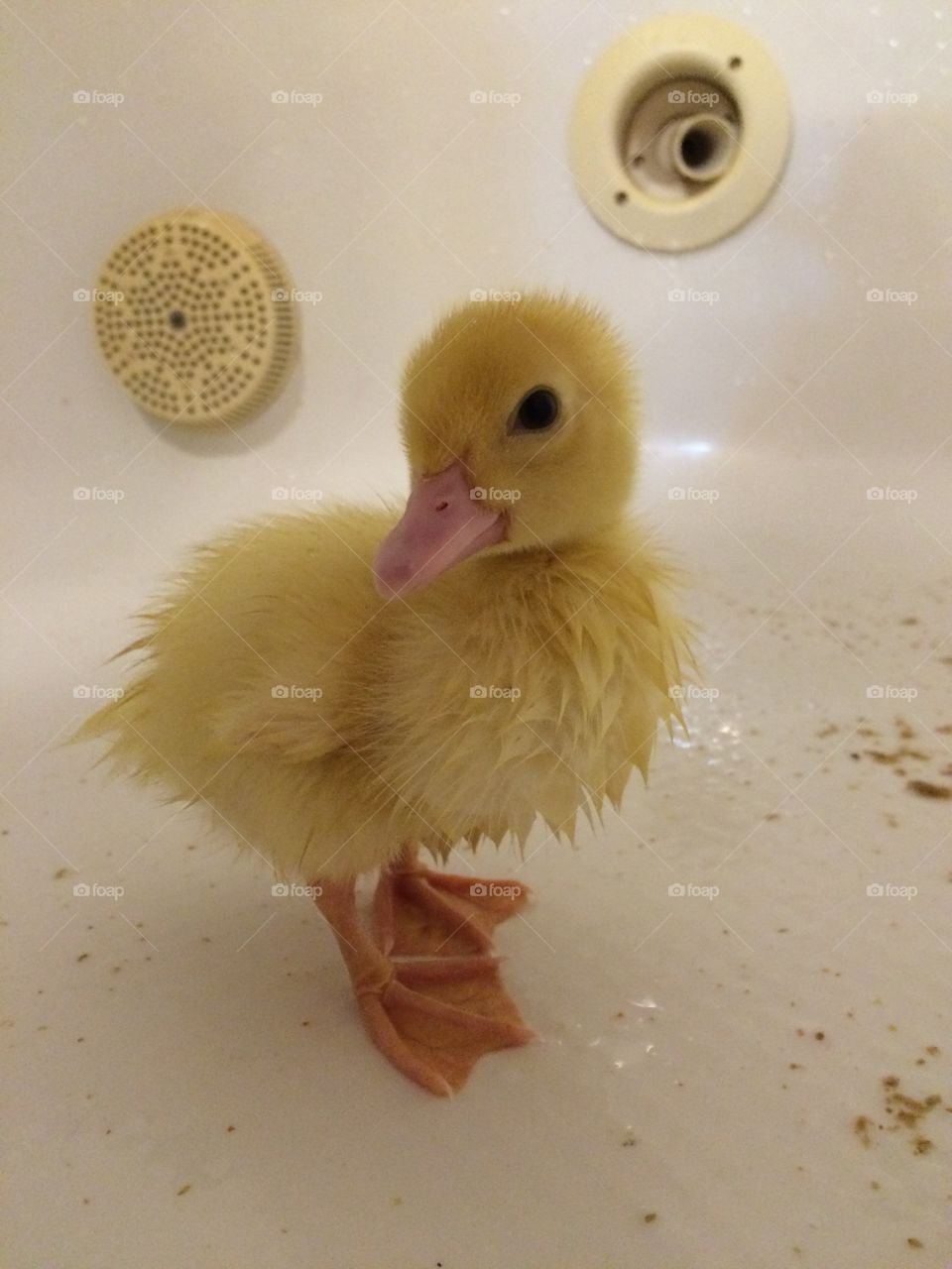 Happy duck