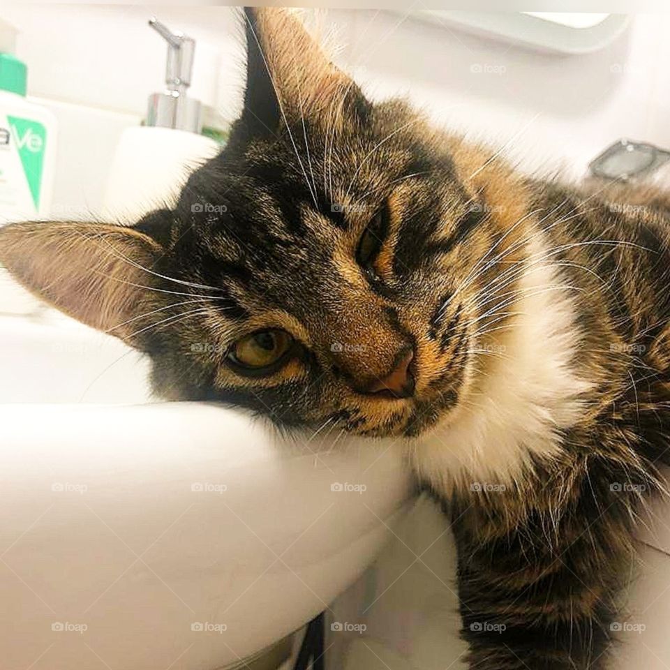 Funny situation.  The cat is tired and lies with his head on the sink in the bathroom