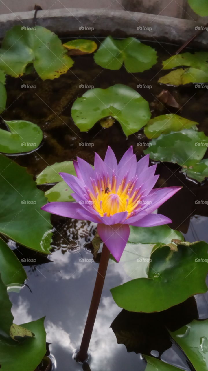 Pool, Lotus, Leaf, Aquatic, Lily