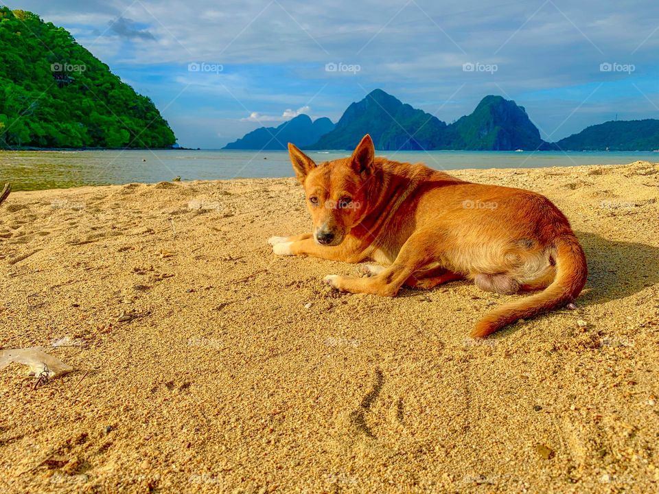 Island dog