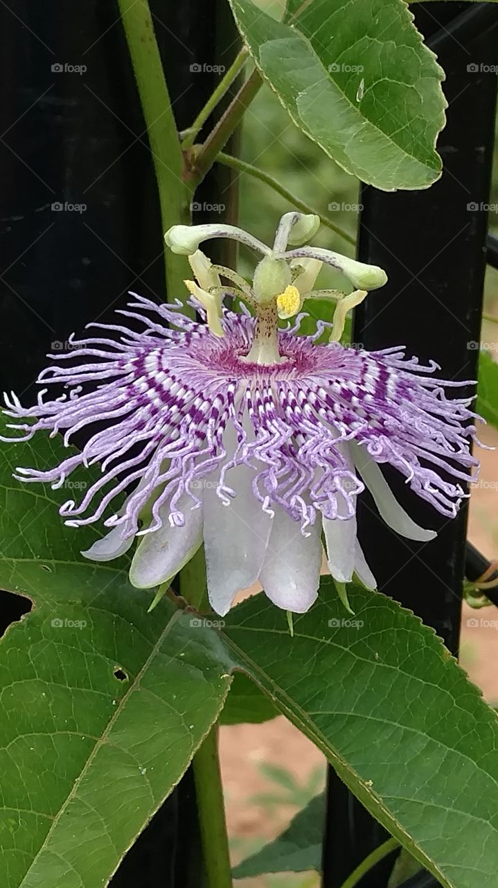 purple passion flower