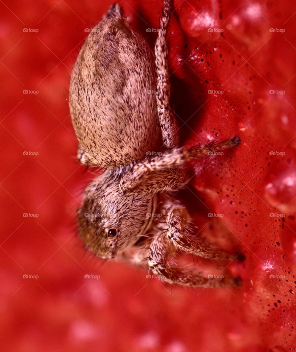 Macro photo of a jumping spider in my backyard.