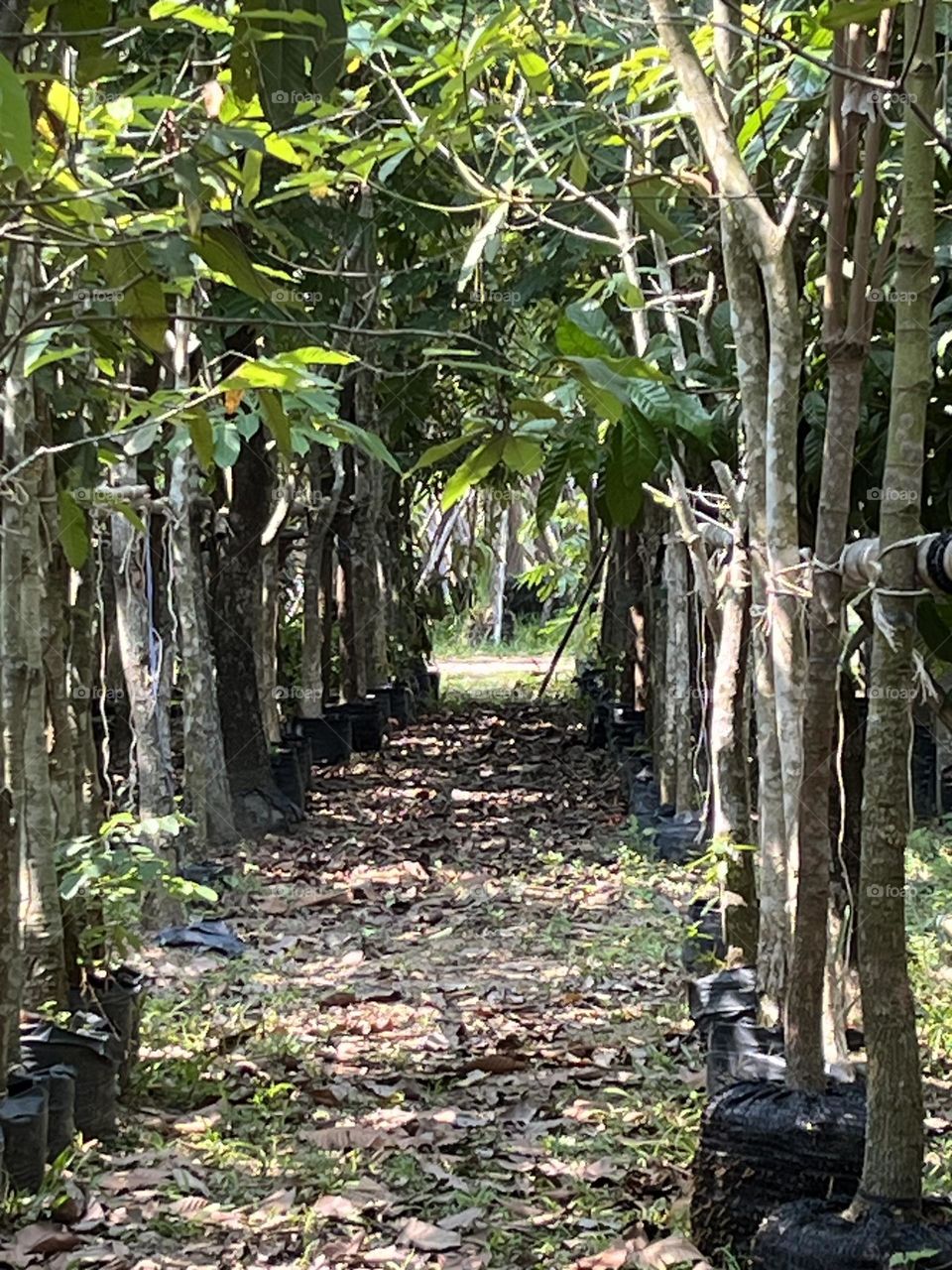 Nature around us , @ upcountry Thailand.